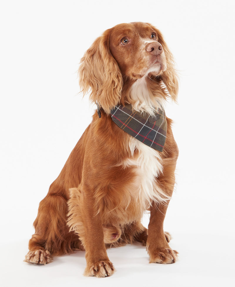 Collars & Bandanas