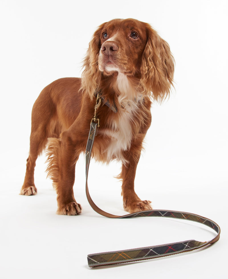 Leads