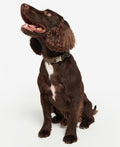 Barbour Reflective Tartan Dog Collar